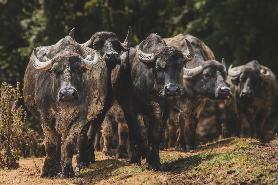 L'Bufala Ferme