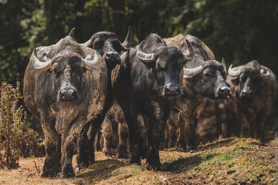 L'Bufala Ferme