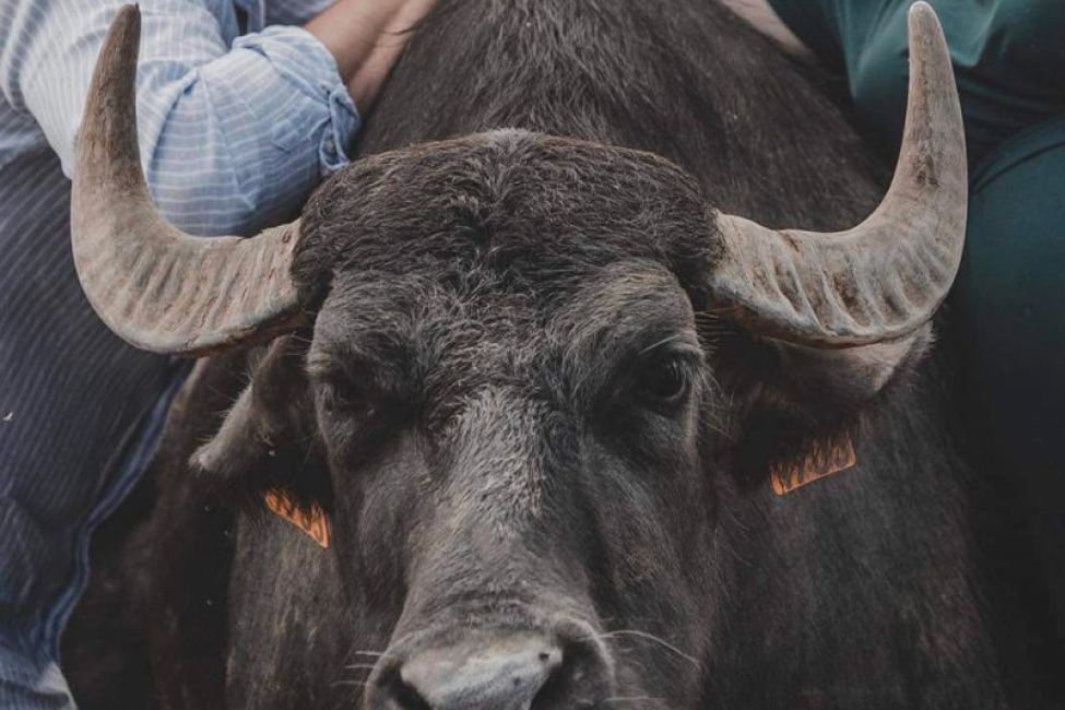 L'Bufala Ferme