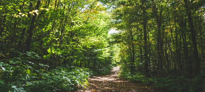 Forêt d'Aignan