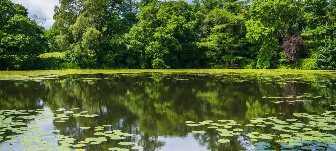 The Moura Pond