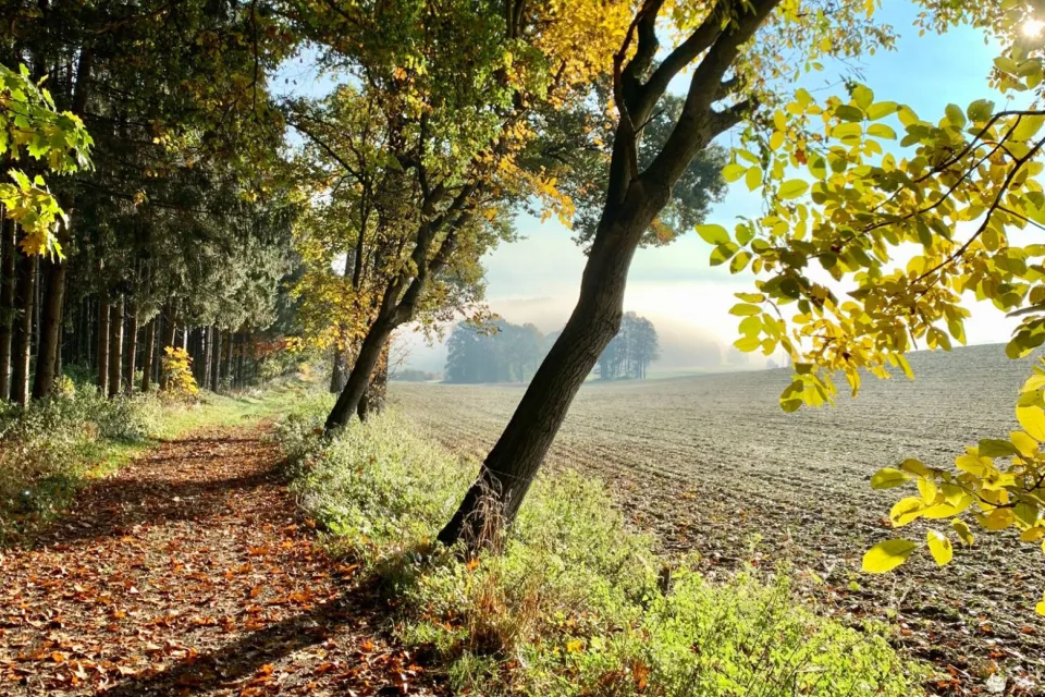 The Turk's Wood