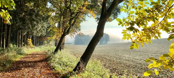 The Turk's Wood