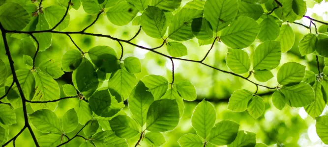 The nature and heritage trail on the banks of ...