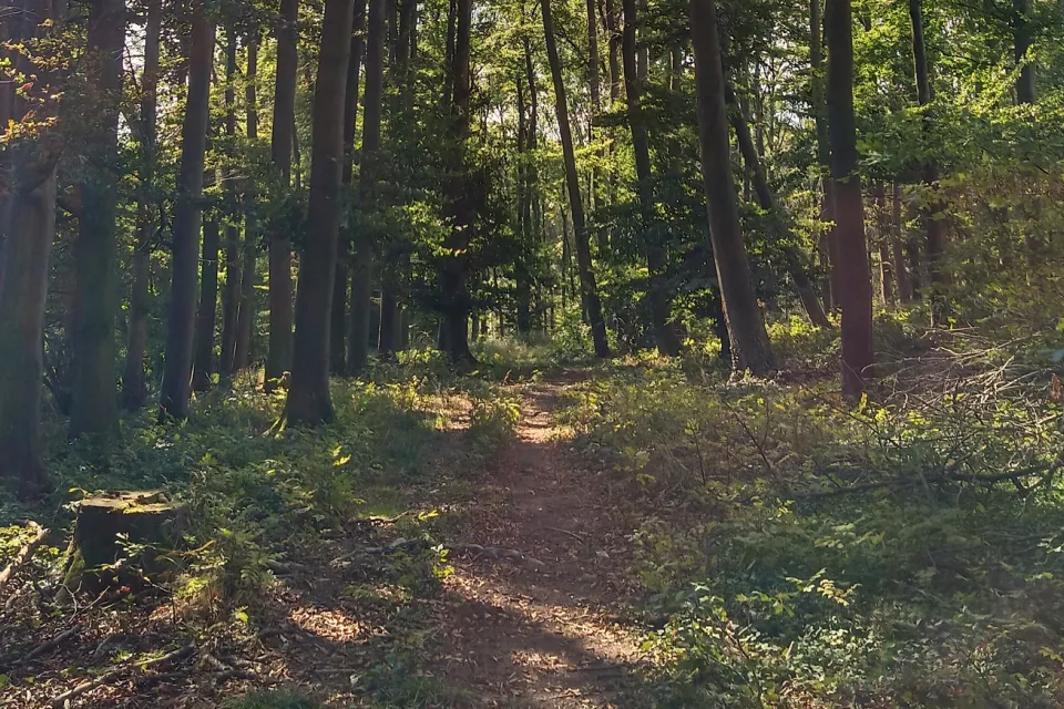 The Bouconne Forest
