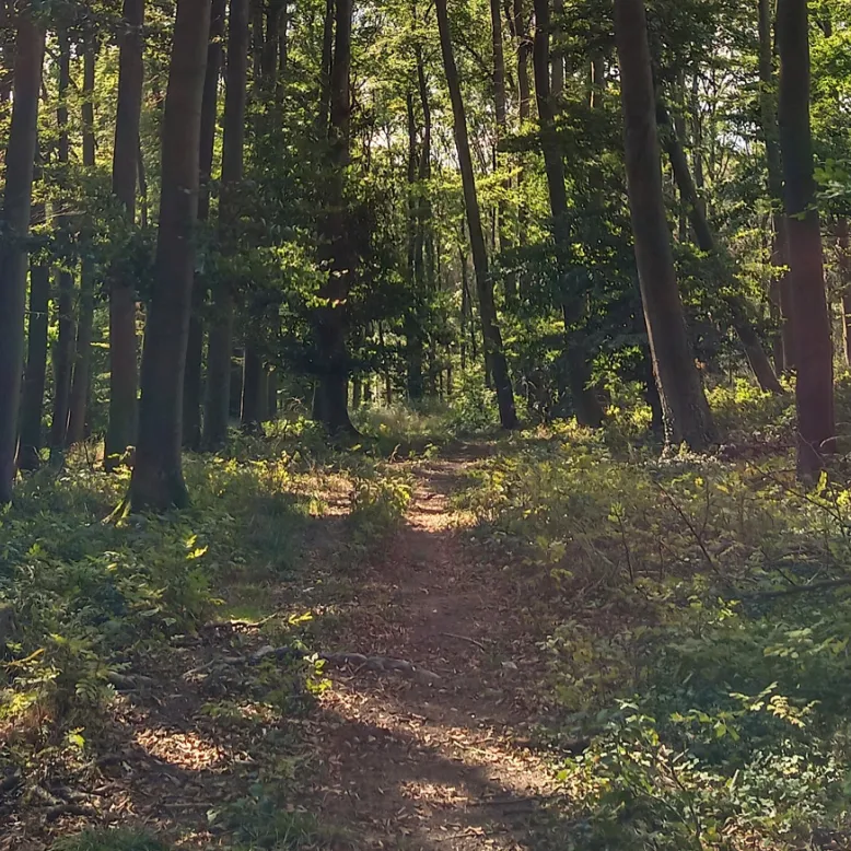 The Bouconne Forest