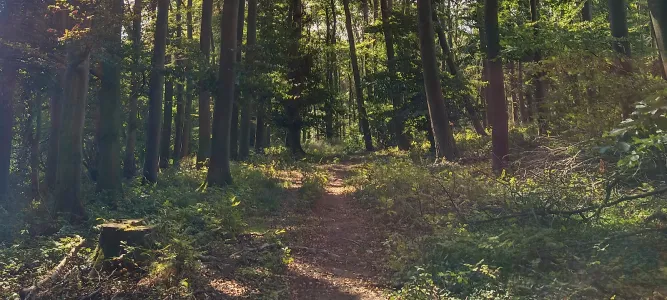 The Bouconne Forest